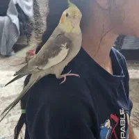 عروس هلندی دستی