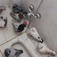 کبوتر|پرنده|ملکآباد, |دیوار