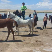 بکس وپانسیون و...|اسب و تجهیزات اسب‌سواری|یزد, |دیوار