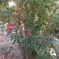 باغ و گلخانه|فروش دفتر صنعتی، کشاورزی، تجاری|سنندج, |دیوار