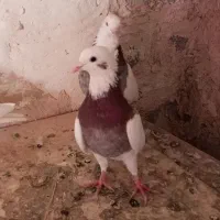 کبوتر طوقی بدونه غلط|پرنده|دهگلان, |دیوار