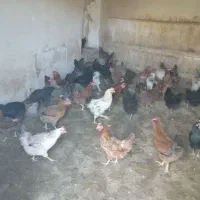 مرغ تخم گذار گلپایگان 9ماه جوان|حیوانات مزرعه|مهدی شهر, |دیوار