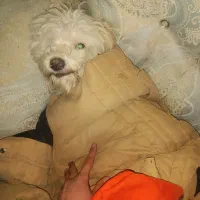 سگ گمشده|حیوانات|خلخال, |دیوار