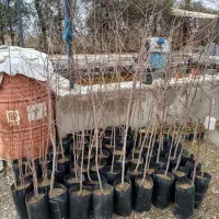 فروش نهال آلبالو محلی