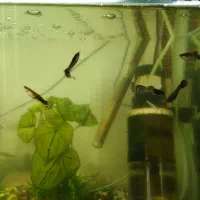 آکواریوم|ماهی|بروجرد, |دیوار