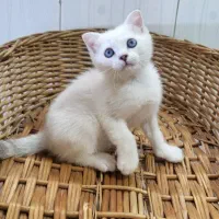 پسر سیلور چشم ابی