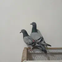 دوبر|حیوانات|اردبیل, |دیوار