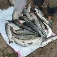 پار‌س‌آباد