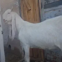 بز گلابی|حیوانات مزرعه|خنج, |دیوار