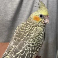 عردس هلندی گم شده|حیوانات|اصفهان, حسین‌آباد|دیوار