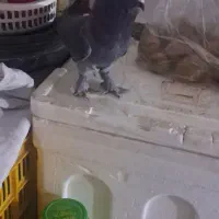 ۱عدد نر کوهی|پرنده|صدرا-فارس, فاز ۱|دیوار