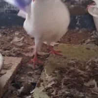 کبوتر جکسون نر و جوجه دم چتری|پرنده|پاکدشت, پاکدشت (مامازند)|دیوار