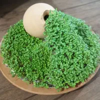 سبزه عیدسفالی و آکواریومی