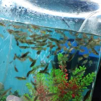 ماهی گوپی کوپی دونه ای 10 تومن