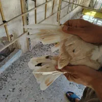 کربلایی کلاغ کاکل|پرنده|نیشابور, فردوسی جنوبی|دیوار