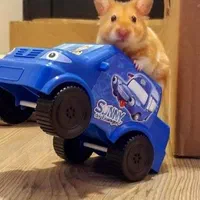 از تولید شخصی تا فروش تخصصی همستر نژادهای مختلف|موش و خرگوش|اصفهان, آهنگران|دیوار