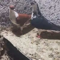 کفتر ریش گلاب اطیقه