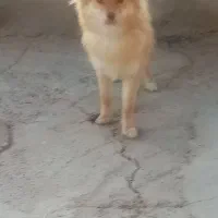 سگ پامر میکس دم روباهی