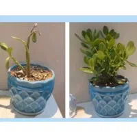 قرص کود ارگانیک رشد سریع گیاه پک کامل ۱۲۰ عددی|گل و گیاه طبیعی|بهارستان, |دیوار