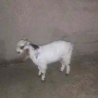 گوسفند فروشی|حیوانات مزرعه|سراوان, |دیوار