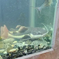 ماهی رتیل ۲۵ سانتی|ماهی|قم, فرهنگیان و شهربانی|دیوار