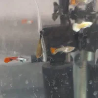 ماهی فروشی|ماهی|میناب, |دیوار