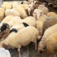 گوسفند چاق نر|حیوانات مزرعه|نوشهر, |دیوار