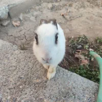 ۲ عدد خرگوش ناز