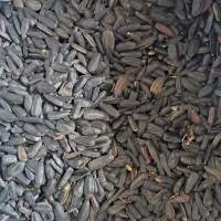 تخمه آفتابگردان|خوردنی و آشامیدنی|تربت‌حیدریه, رجایی|دیوار