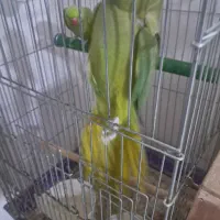 آواز خان و ملنگو|پرنده|آبادان, |دیوار