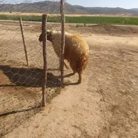 قوچ جوان نازار خوشتیپ و بپر