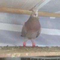 مسافتی گم شده|پرنده|لاهیجان, گلستان|دیوار