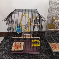 یک جفت عروس