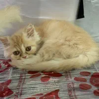 بریتیش پرشین (سفید و گارفیلدی)|گربه|رشت, لاکانی|دیوار