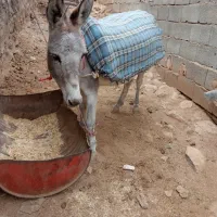 یک عدد خر گلیی|حیوانات مزرعه|ارمند, |دیوار