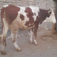 گاو ،گوساله ،تلیسه سیمینتال آبستن سنگین