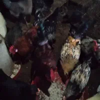 خروس جوان وارگانیک محلی|حیوانات مزرعه|فشاپویه, |دیوار