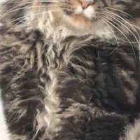 گربه پرشین|گربه|مشهد, کوی دروی|دیوار