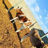 ۲ راس تلیسه درجه یک