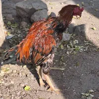 خروس لاری یکساله آخرای لکشه