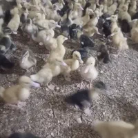 جوجه اردک 20روزه