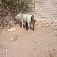 اسب مادیان ارام