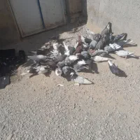 50 کفتر از همه رنگ دونی 150|پرنده|مرودشت, نقش رستم|دیوار