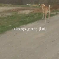 سگ پژدر|سگ|سامن, |دیوار