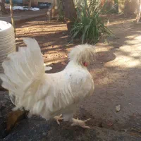 خروس لهستانی