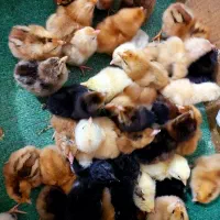 جوجه محلی تمیز سرحال با قیمت مناسب|حیوانات مزرعه|فریدون‌کنار, |دیوار