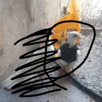 طوقی گمشده