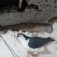 کفتر|پرنده|مشهد, چهاربرج|دیوار