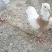 کبوتر