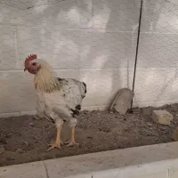 خروس ۷ ماهه